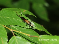 Paratimomenus flavocapitata