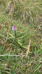 Dactylorhiza maculata