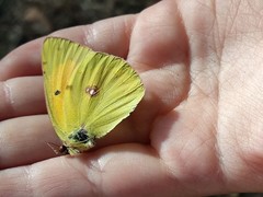 Colias myrmidone