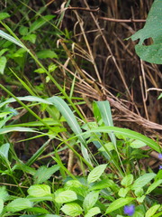 Spodiopogon cotulifer