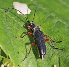 Anoplodera rufipes