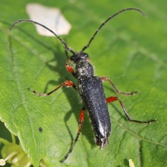 Anoplodera rufipes