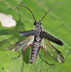 Anoplodera rufipes
