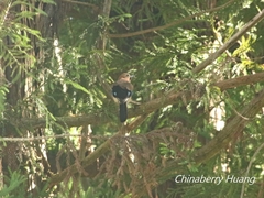 Garrulus glandarius taivanus