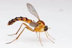 Vermileo