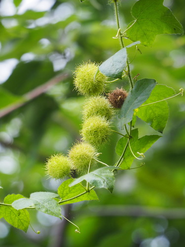 Passiflora vesicaria