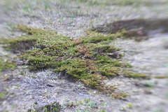 Juniperus rigida conferta