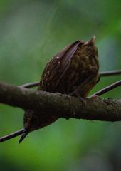 Pnoepyga pusilla