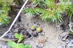 Juniperus rigida conferta