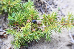 Juniperus rigida conferta