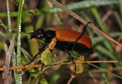 Lytta fulvipennis