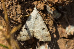 Hemeroplanis historialis