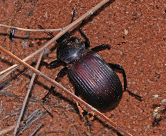 Eleodes acuta