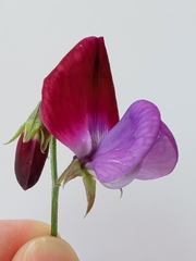 Lathyrus odoratus