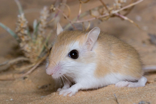Flower's Gerbil (Gerbillus floweri) — Least Concern Mammalia