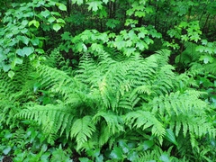 Athyrium filix-femina