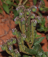 Phacelia robusta