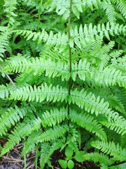 Athyrium filix-femina