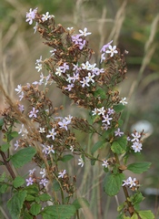 Chaenostoma floribundum