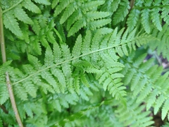 Athyrium filix-femina