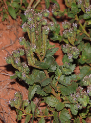 Phacelia robusta