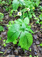 Fragaria moschata