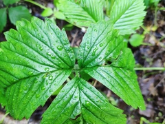 Fragaria moschata