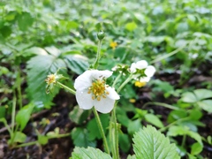 Fragaria moschata