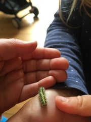 Zygaena filipendulae