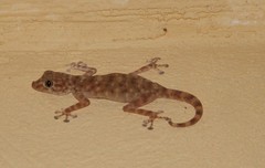 Ptyodactylus