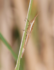 Leptysma marginicollis