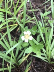 Tridax procumbens image
