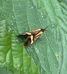 Nemophora degeerella