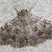 Matigramma - Photo (c) David G. Barker, some rights reserved (CC BY-NC), uploaded by David G. Barker