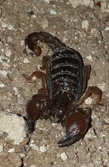Scorpionidae