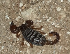 Scorpionidae