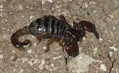 Scorpionidae