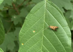 Nemophora degeerella