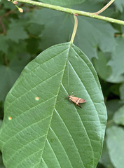 Nemophora degeerella