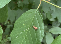Nemophora degeerella