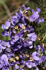 Psoralea glabra