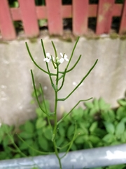 Cardamine hirsuta