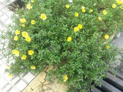 Portulaca umbraticola