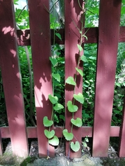 Cardamine hirsuta