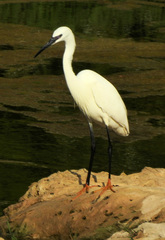 Egretta garzetta