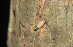 Anacampsis coverdalella