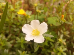 Portulaca umbraticola