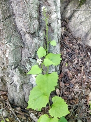 Cardamine hirsuta