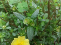 Portulaca umbraticola