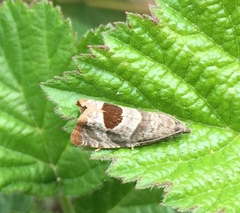 Notocelia uddmanniana